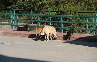 Mut’ta sokak hayvanları beslendi