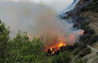 Muz bahçesinde çıkan yangın ormana sıçradı