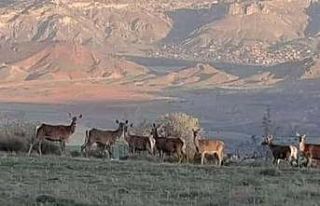 Nallıhan’da geyik sürüsü görüldü