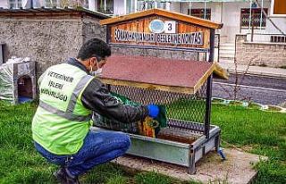 Nevşehir Belediyesi sokak hayvanlarını aç bırakmıyor