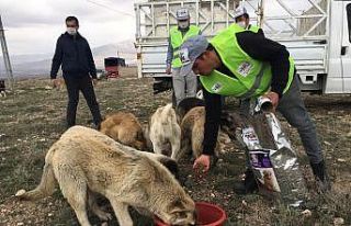Niğde sokak hayvanlarına 5 ton mama dağıtıldı