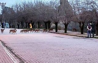 O ilçede vatandaşlar evde kaldı, yaban keçileri...