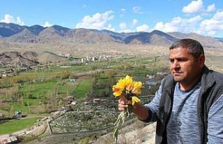 Oltu’da laleler açtı