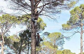 Ölüm riskiyle iç içe yaşayan kozalak emekçilerine...