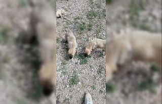 Ölüme terk edilen yavru köpeklere belediye sahip...