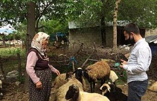 Önce koyunu sonra sahibini buldu