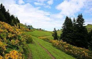 Ordu’da bal ormanı 9’a ulaştı