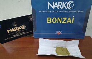 Ordu’da bir araçta bonzai ele geçirildi