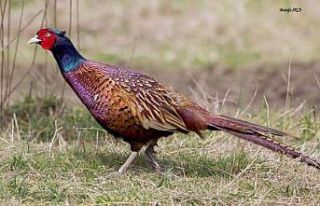 Ordu’da kene mücadelesine karşı 4 bin sülün...