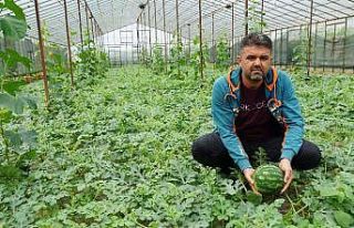 Organik sera karpuzunda hasat heyecanı