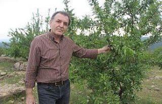 Ormandan kiraladığı arazide badem ve harnup yetiştiriyor