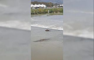 Otladığı sırada nehre düşen inek telef oldu