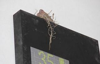 Otoparkın içine yuva yapan kuş ilgi odağı oldu