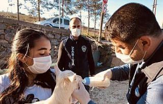 (Özel) Annesi ölen yavru keçi için zabıtadan...