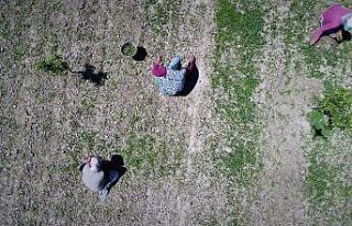 (Özel) Bursa ovasında çiftçiler hasat yaptı,...