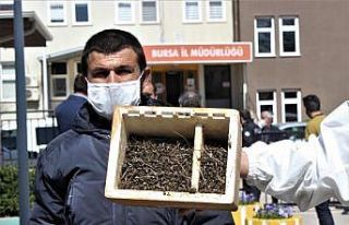 (Özel) Bursa’da binlerce arının şok eden ölümü...Ölen...