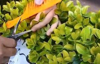 (Özel) Bursalı berber tıraşa başladı