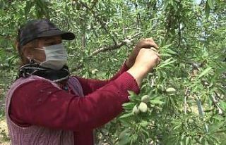 (Özel) Denizli’de çağla sezonunun ilk hasadı...
