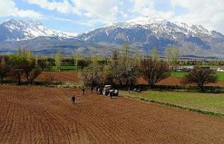 (Özel) Erzincan’da yüzde 75 hibe edilen tohumlar...