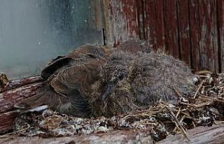 (Özel) Evden çıkamayan yaşlı adama sürpriz ziyaretçi