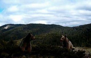 (Özel) Fotokapana takılan yaban hayvanlarından...