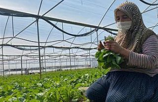 (Özel) İç Anadolu’nun ’Antalya’sı’da üretim...