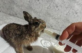 (Özel) Ölmek üzereyken bulduğu yavru tavşanı...