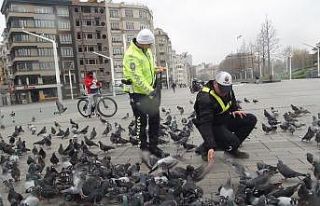 (Özel)Taksim’de aç kalan güvercinleri trafik...