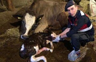 (Özel) Yaşlı kadının ineğinin doğumunu jandarma...