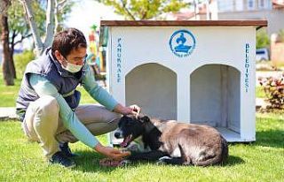 Pamukkale Belediyesi sokağa çıkma yasağında sahipsiz...