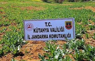 Pazarlar’da 86 bin 150 kök kaçak ekilmiş haşhaş...