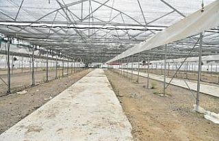 Peyzajda kullanacakları bitkileri kendileri üretecek