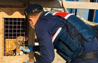 Polis ve Jandarma sokak hayvanları için seferber...