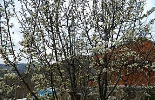 Posof baharla kış mevsimini bir arada yaşanıyor