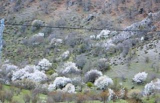 Posof güne karla uyandı