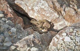 Profesörden yılanlardan korunma yöntemleri