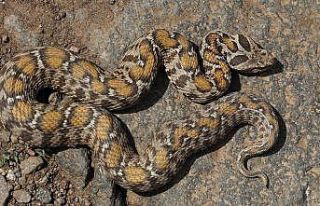 Profesörden ’yılanları öldürmeyin’ uyarısı