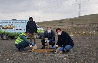 Pursaklar Belediyesi sokak hayvanlarını unutmadı