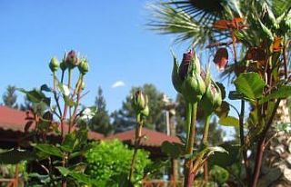 Recep Tayyip Erdoğan Parkı’nda bu bahar güller...