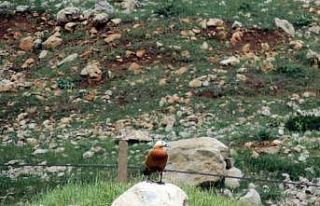 Sadakatin simgesi olan angut kuşu Göksun’da görüntülendi