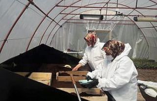 Safranbolu Belediyesi ilk çiçek tohumlamasını...