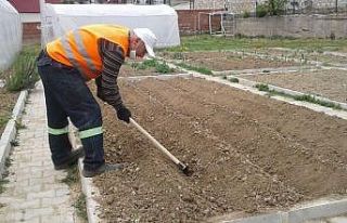 Safranbolu Belediyesi tarımsal çalışmaları sürdürüyor