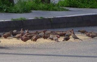 Sağlık personeli aç kalan sokak hayvanlarını...
