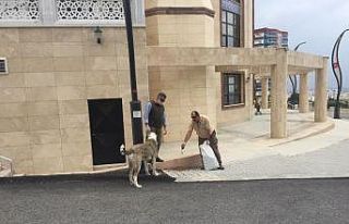 Sahipsiz hayvanları beslediler