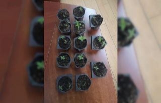 Saksıda Hint keneviri yetiştiren bir kişi yakalandı