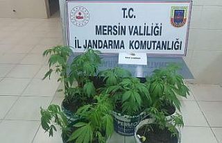 Saksıda uyuşturucu yetiştirirken yakalandılar