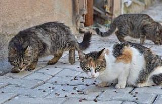 Salgın sebebi ile kedi ve köpekler sokağa terk...