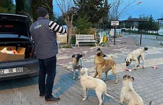 Samsat Belediyesi aç kalan hayvanları unutmadı