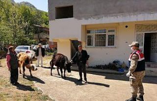 Samsun kayıp hayvanlar bulundu