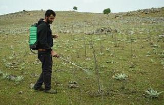 Şanlıurfa’da çekirge tehlikesi